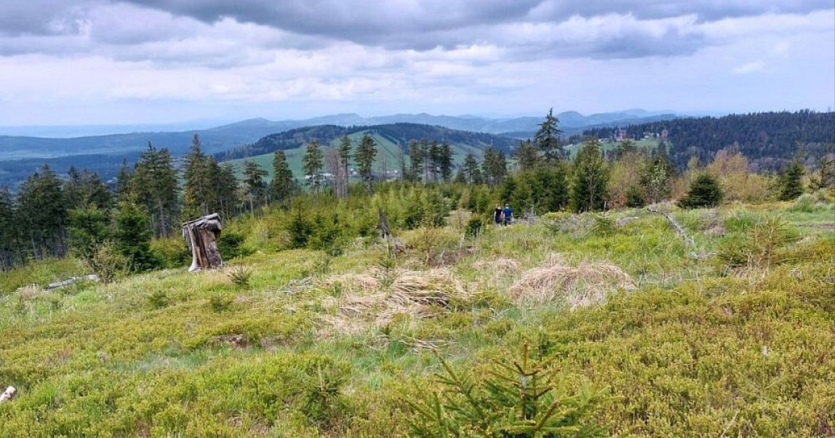 Grzebień Góry Sowie - Góry Bardzkie (PL)