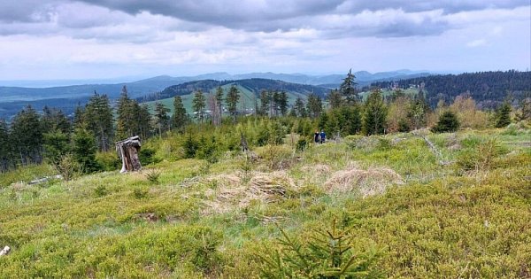 Grzebień Góry Sowie - Góry Bardzkie (PL)