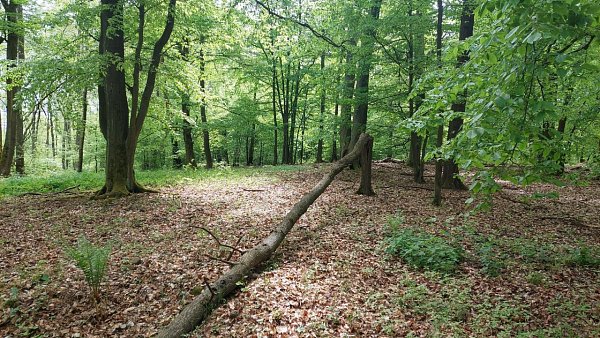 Rokytská horka