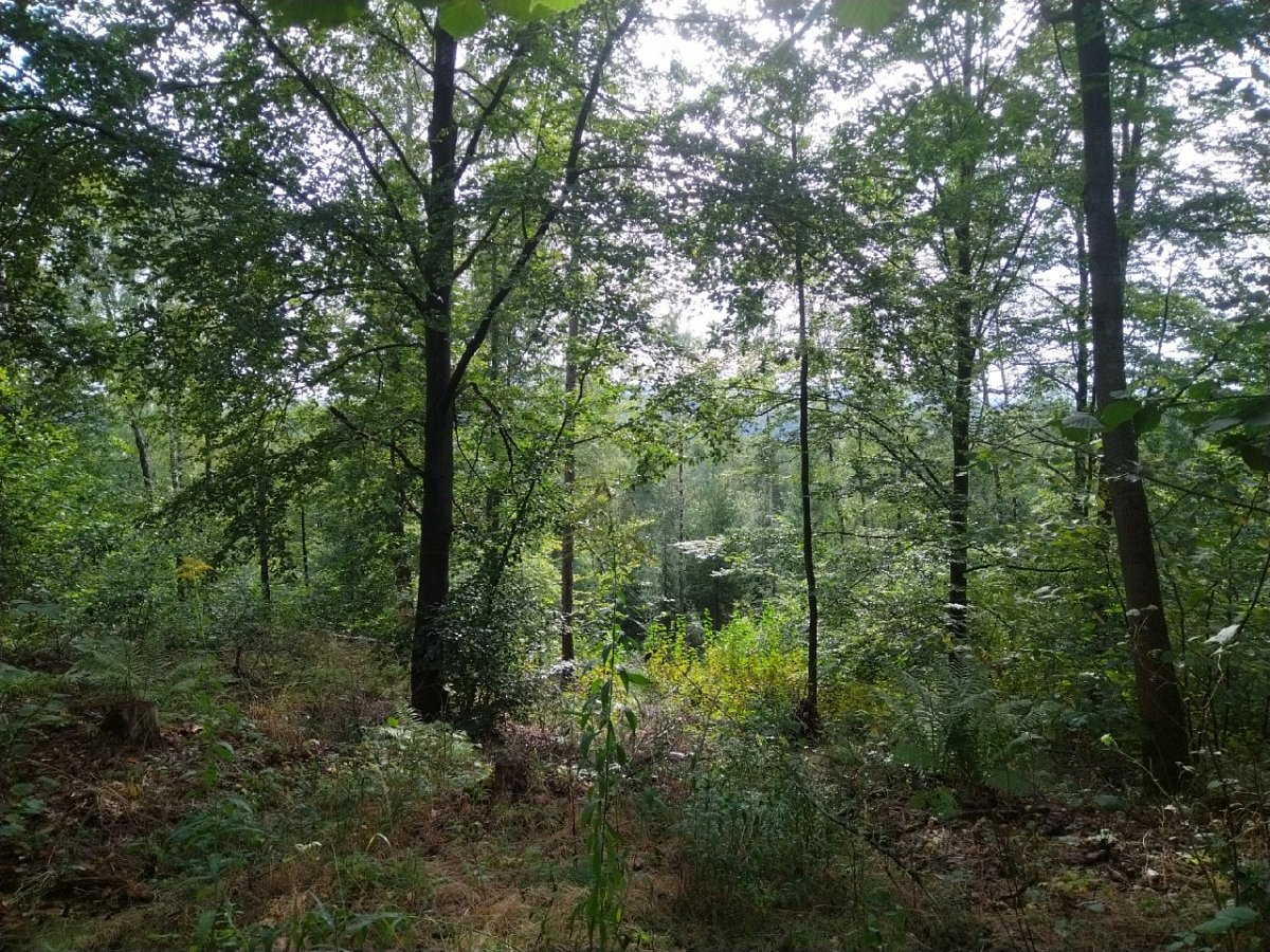 Mittlerer Steinberg (347 m)