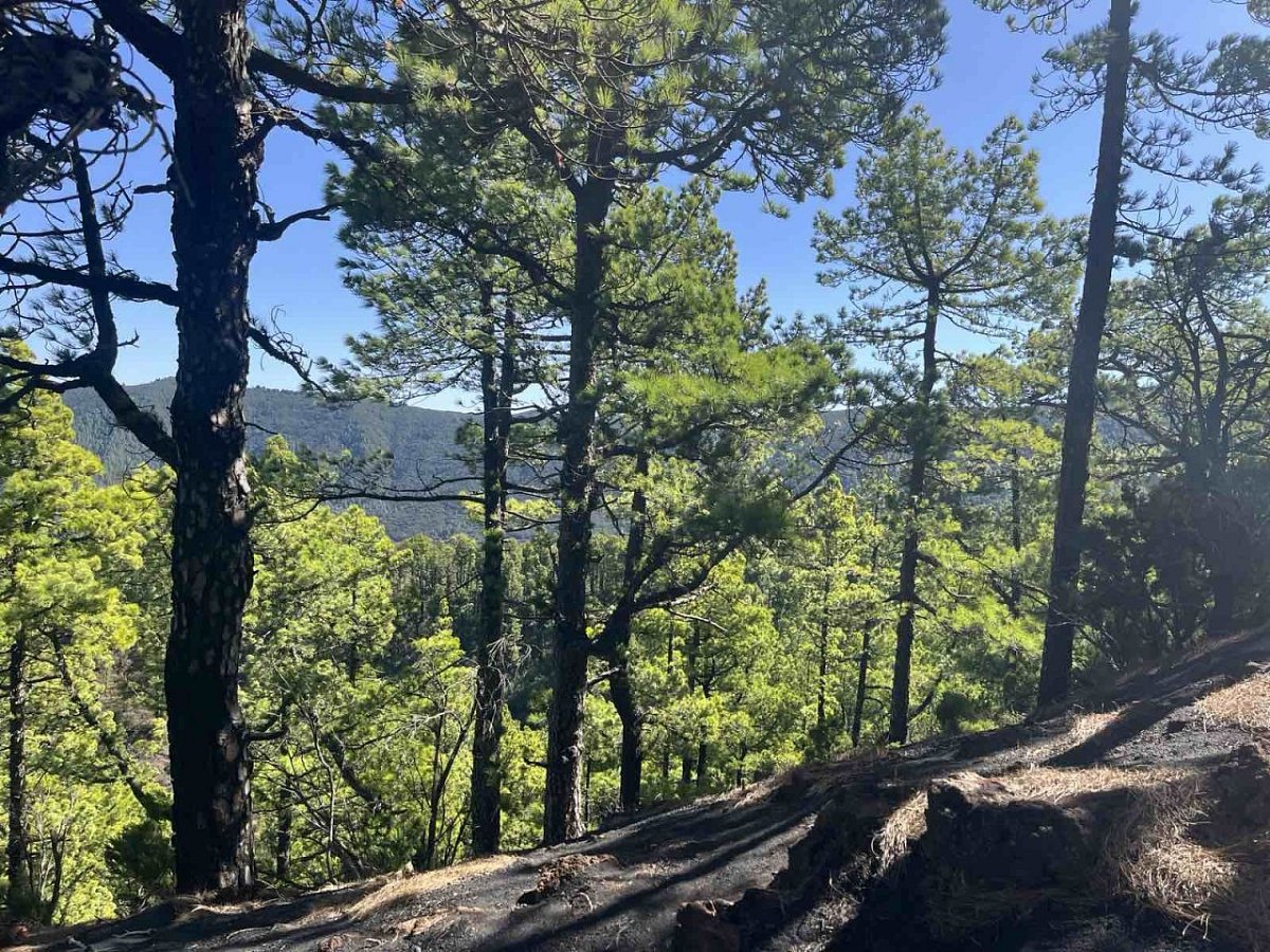 Montaña de Enrique (1259&nbsp;m)