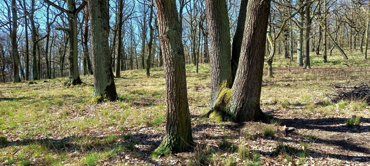 Chuchvalec (461 m)