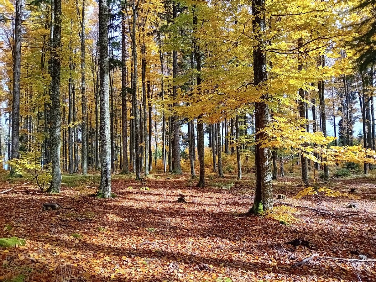 Bukovec (1099&nbsp;m)