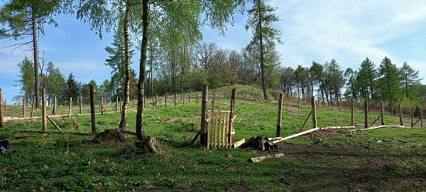 Boreček