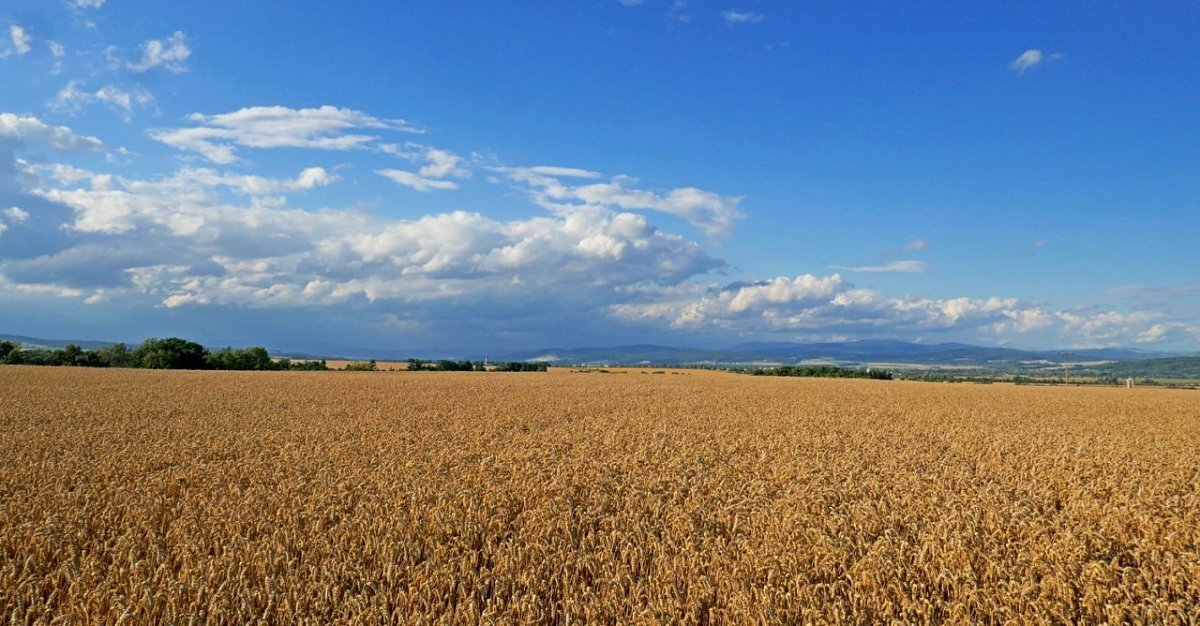 Bradlec (311 m)