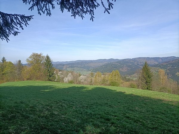 Kání