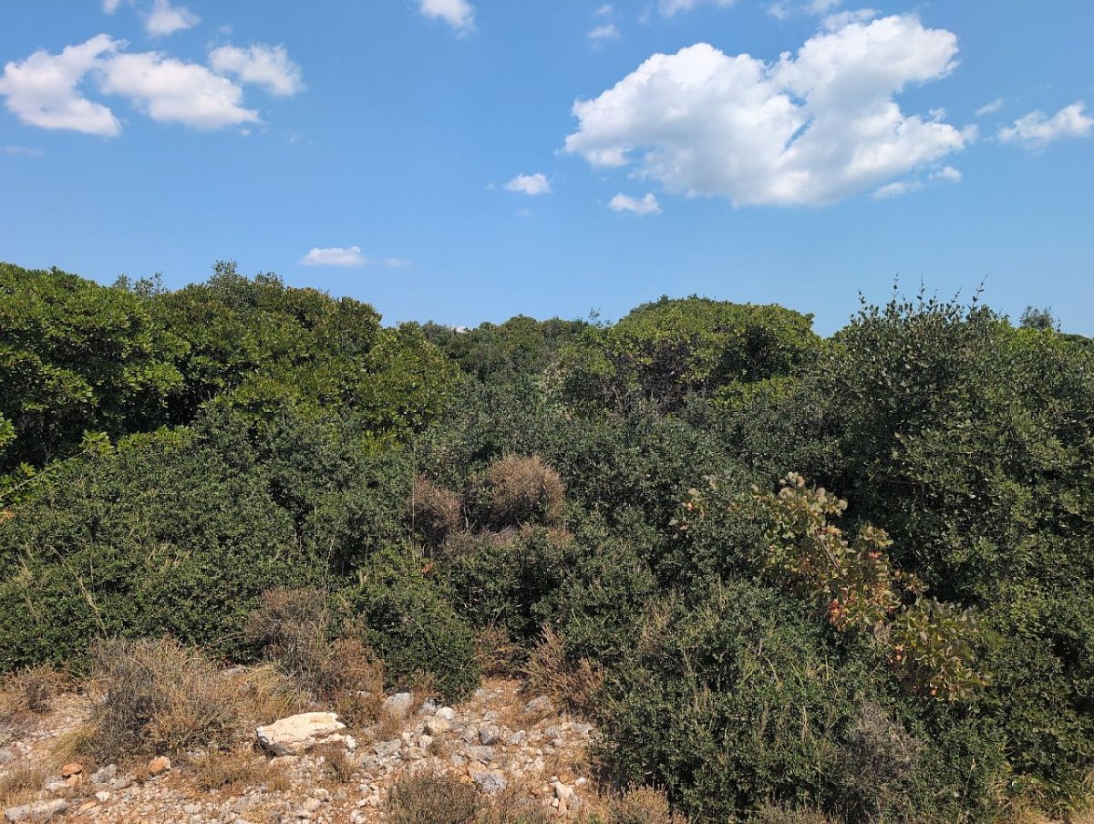 Pyrgiokati (730&nbsp;m)