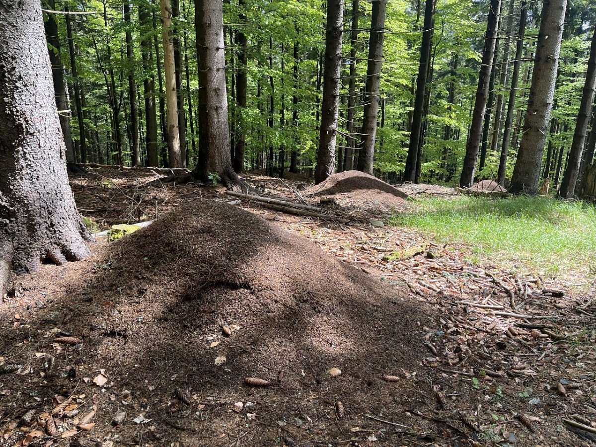 Malý Máj (1070&nbsp;m)