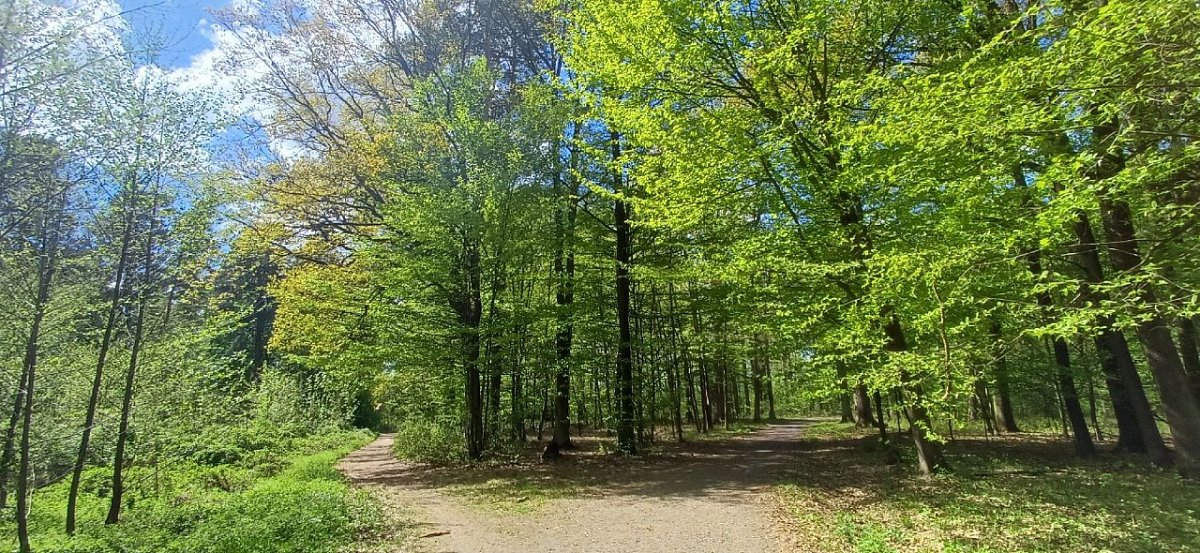 Nad Myslivnou (271&nbsp;m)