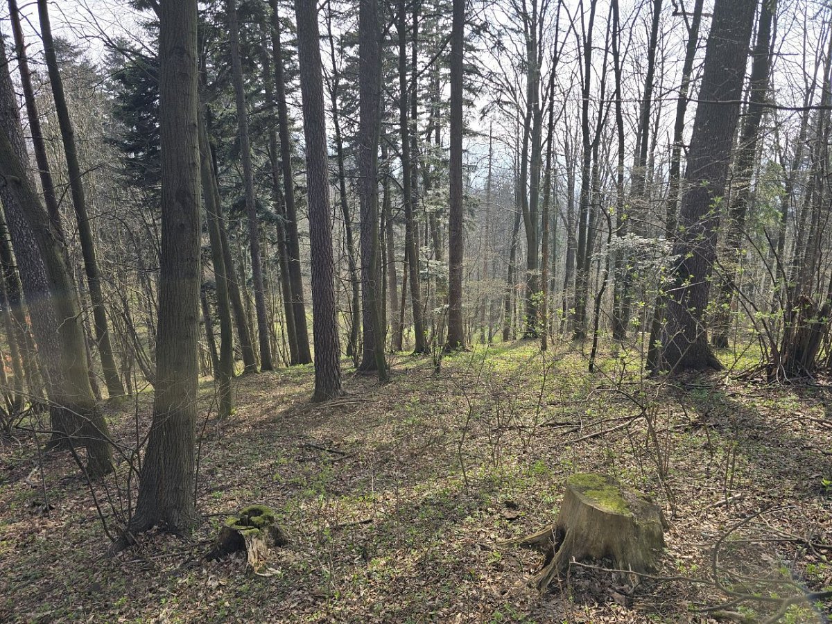 Kudrna (553&nbsp;m)