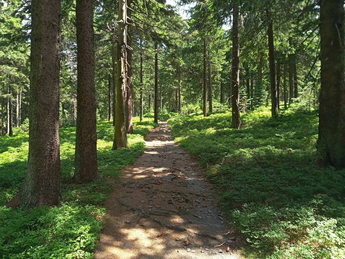Studený vrch (1171&nbsp;m)