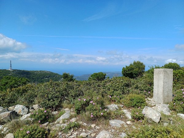 Παλούκι