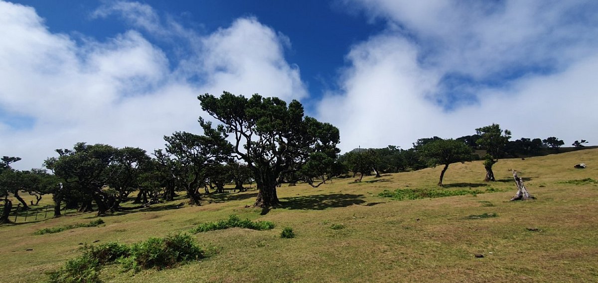 Fanal (1236 m)