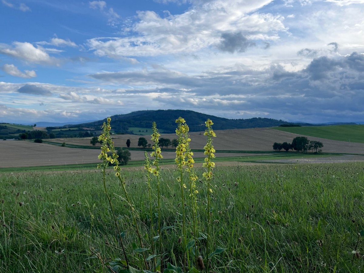 Tedražicko (531&nbsp;m)