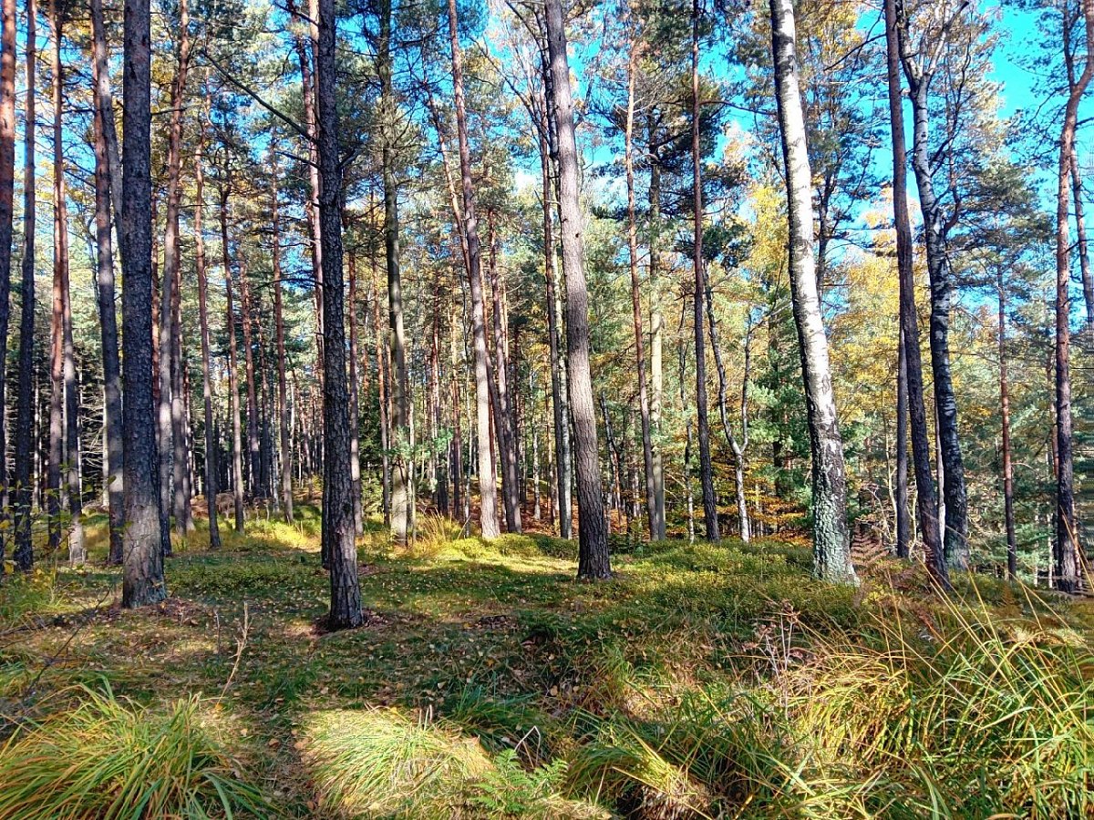 Štěpa (561 m)