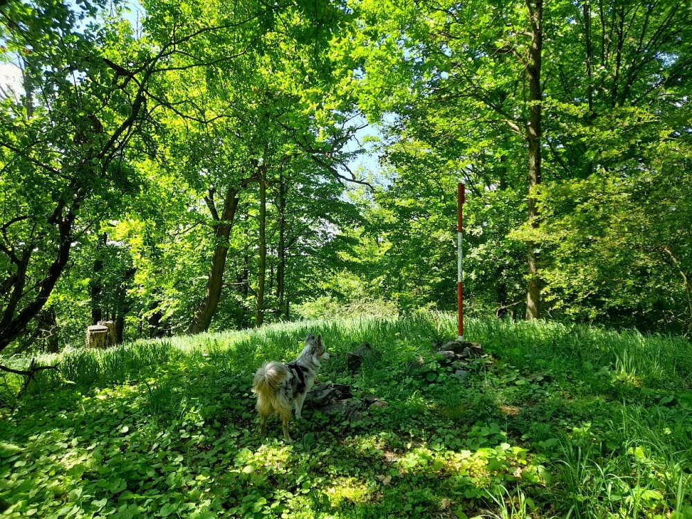 Dubový vrch