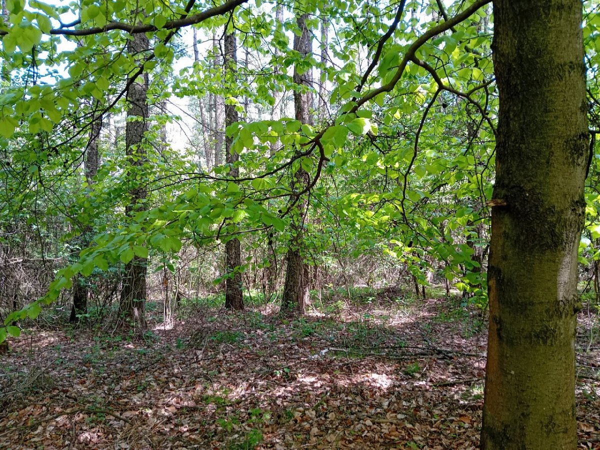 Kacíř (531&nbsp;m)