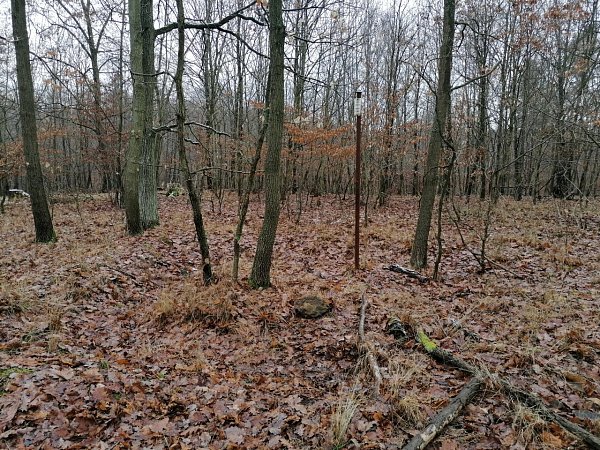 Šuráň