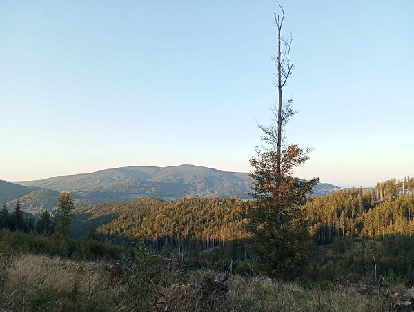 Javořík