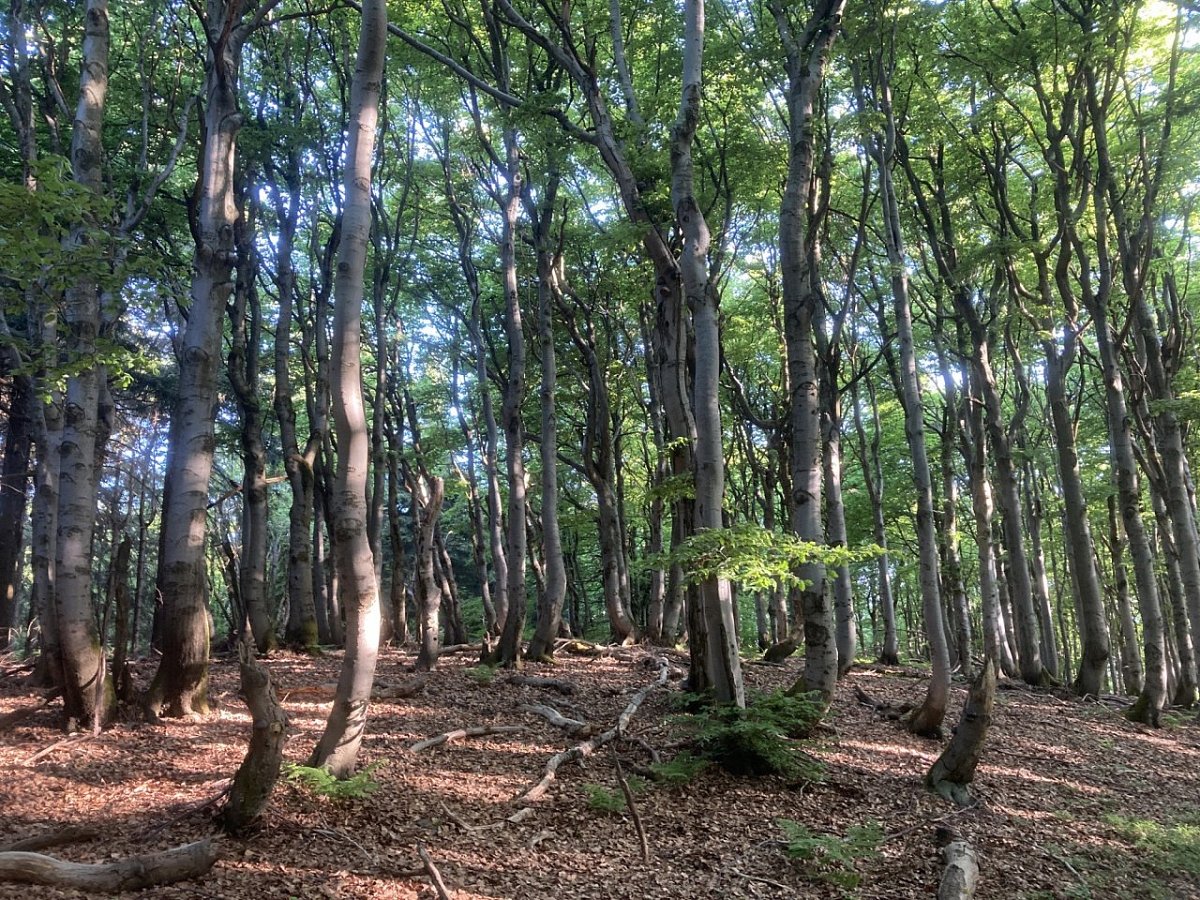 Hlubocký hřeben (850 m)