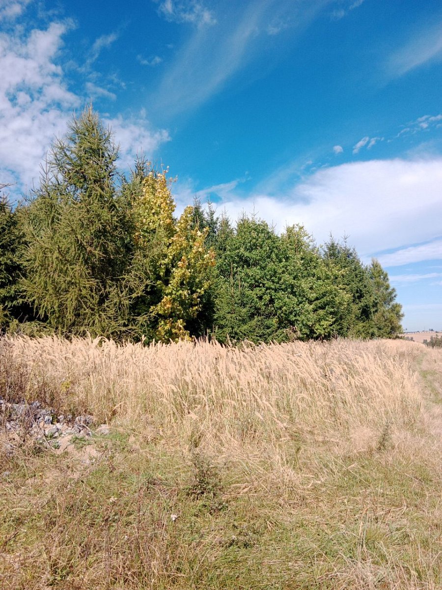 Bradavice (595&nbsp;m)