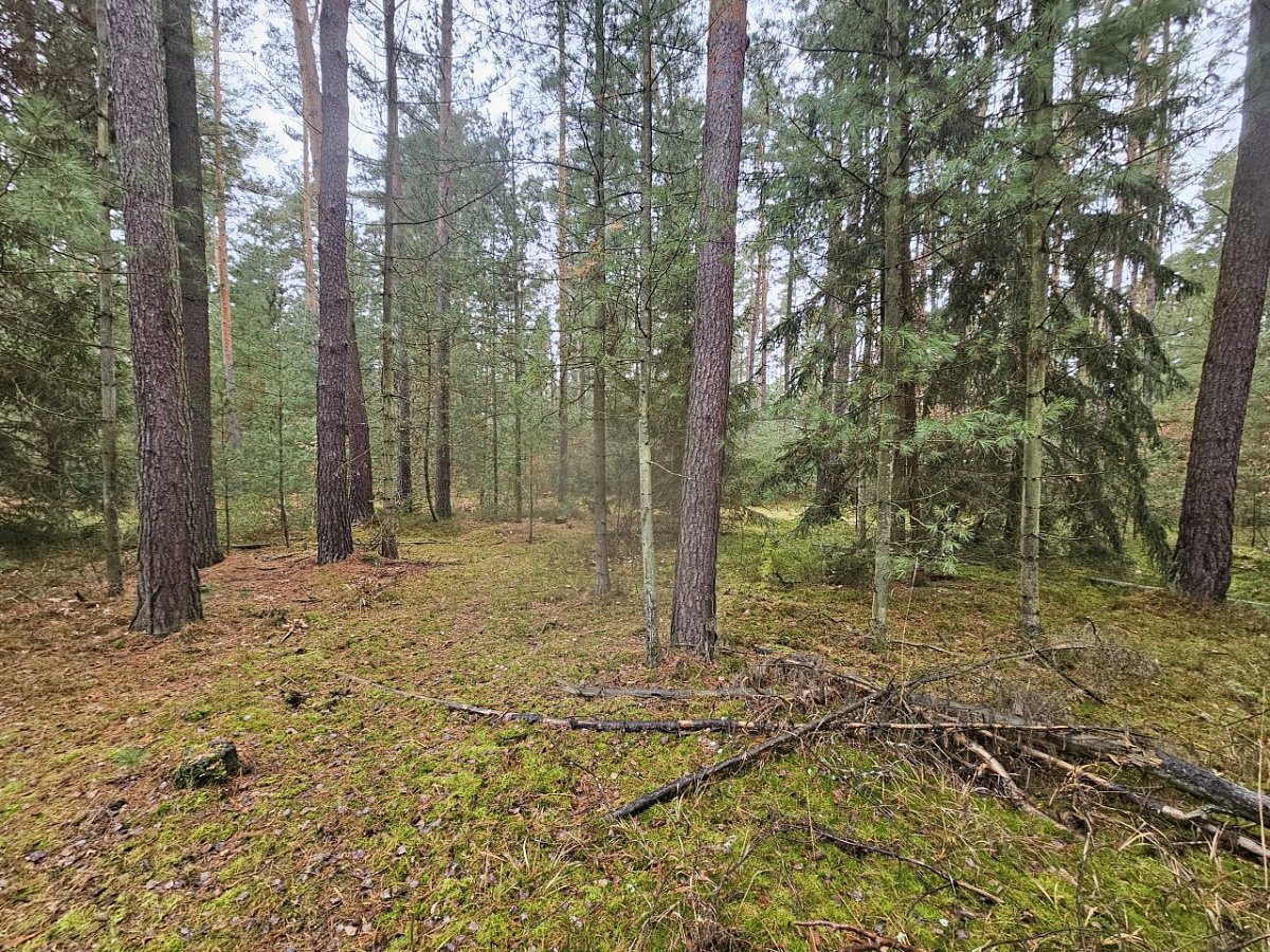 Richardův vrch (249 m)