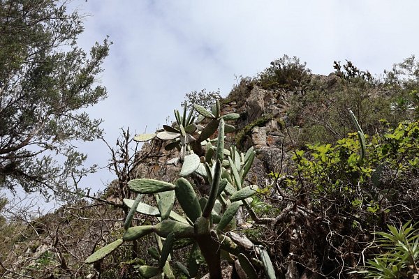 Roque de los Pasos