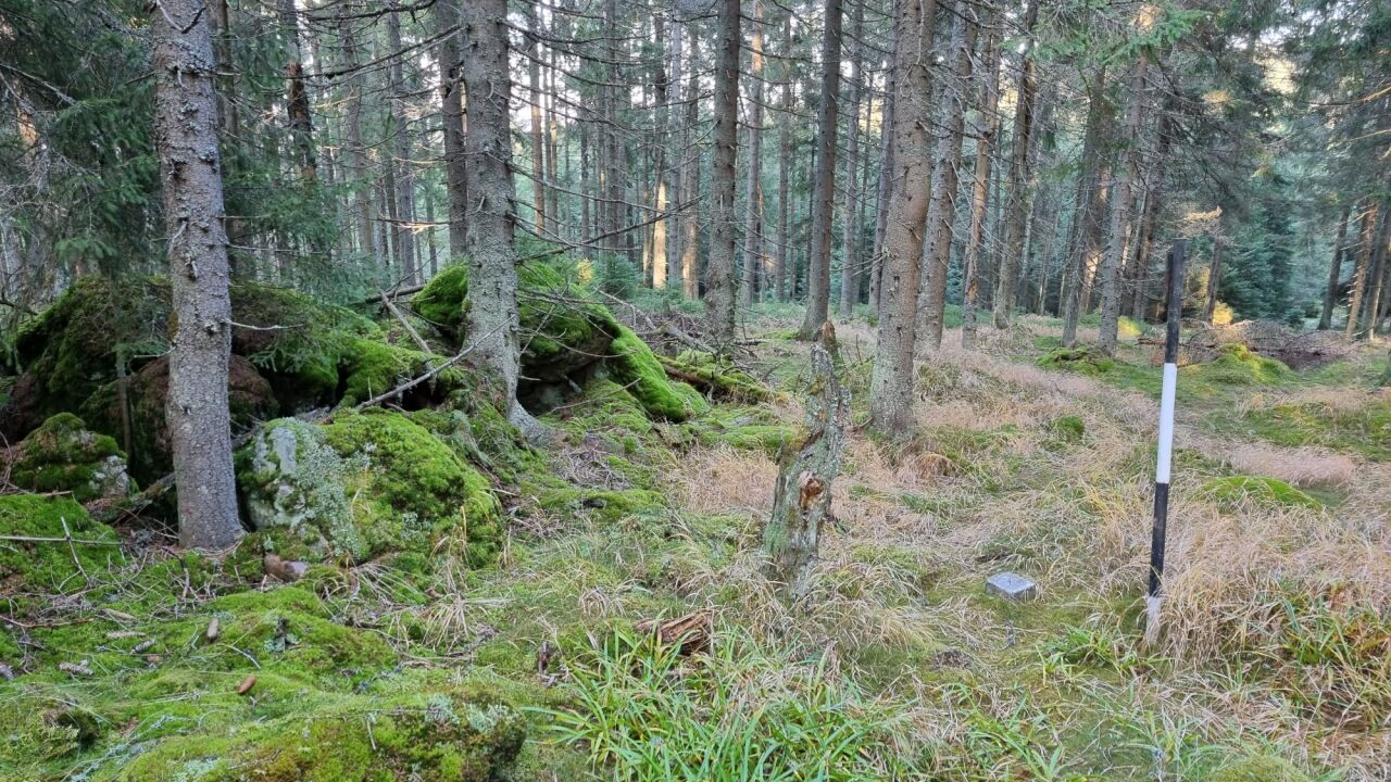 Stolová hora