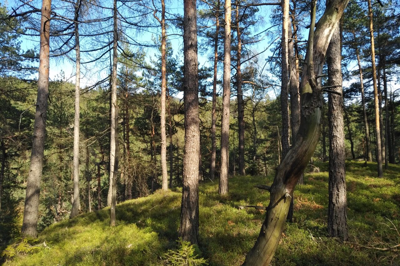 Kyselinčí kopec