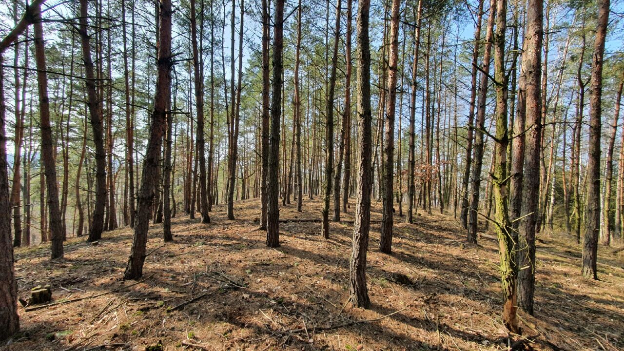 Rok (365 m)