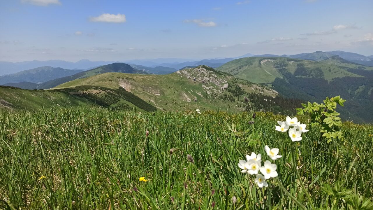 Ostredok
