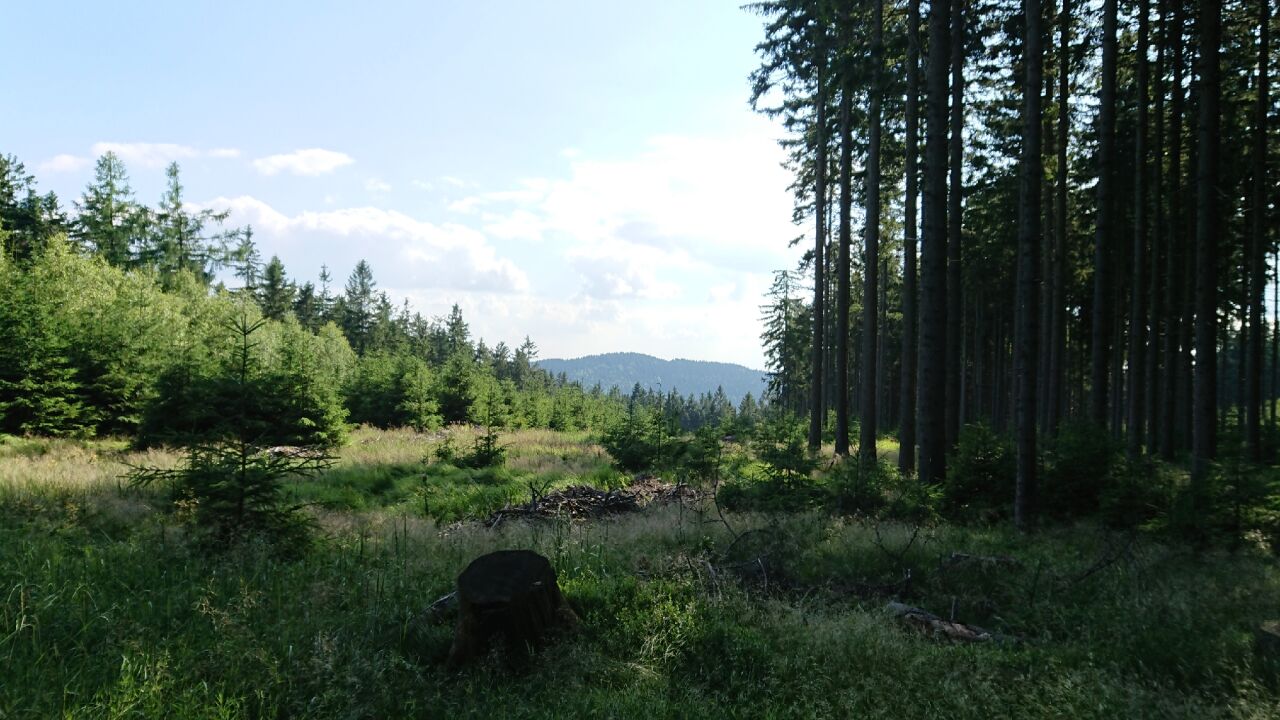 Kaliště
