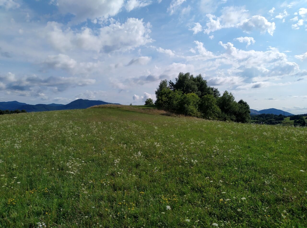 Somarica