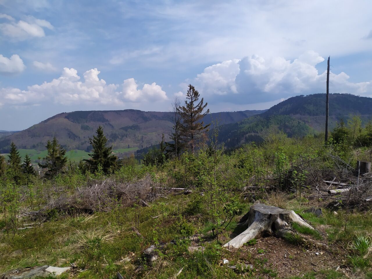 Garbatka