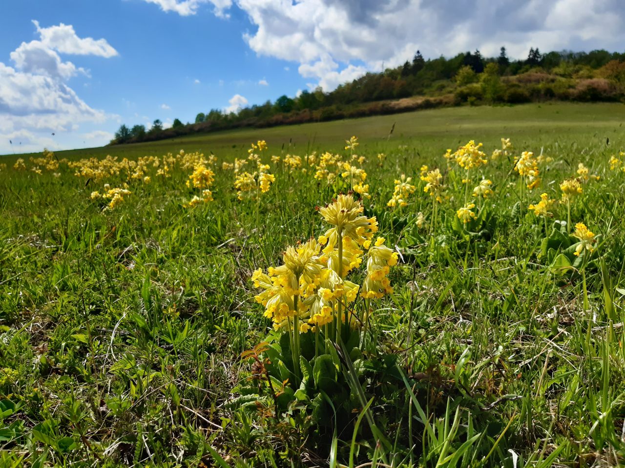 Vlčí hora (704 m)