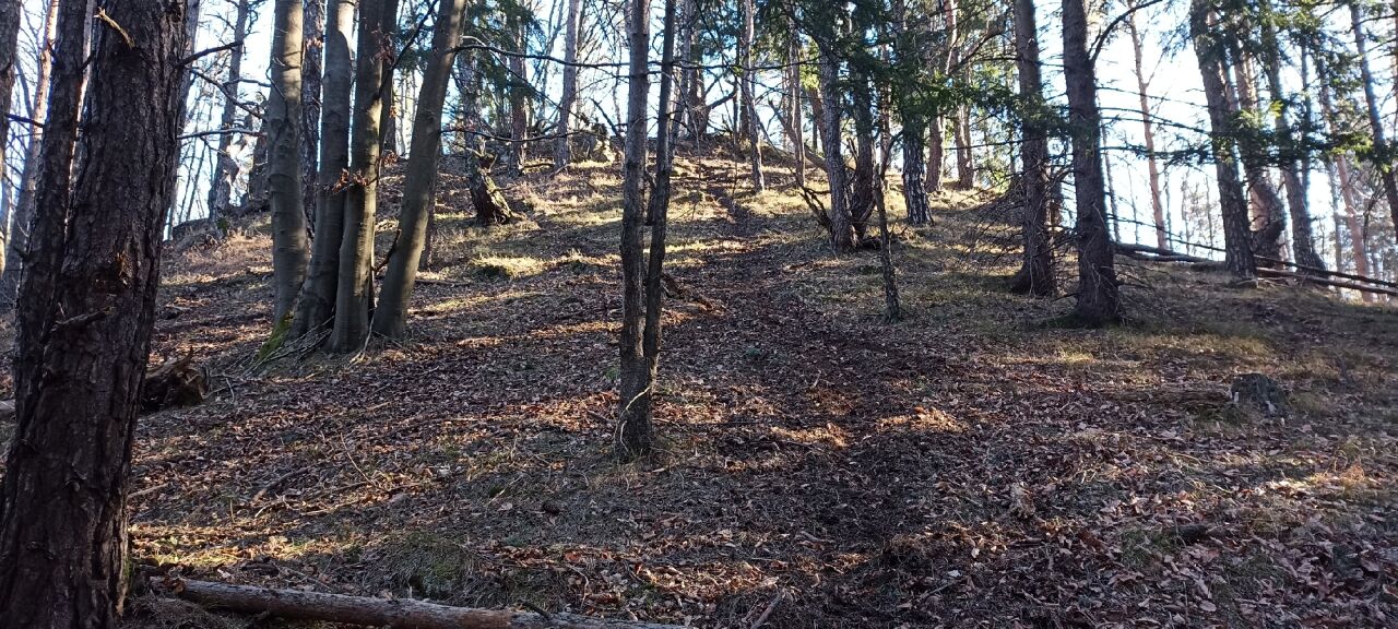 Javor