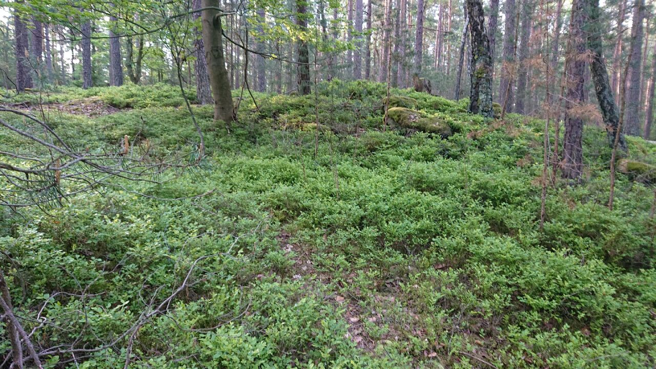 Veveří