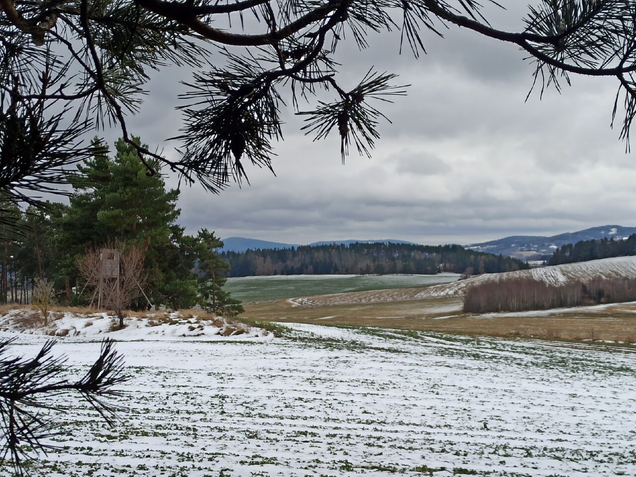 Boreček