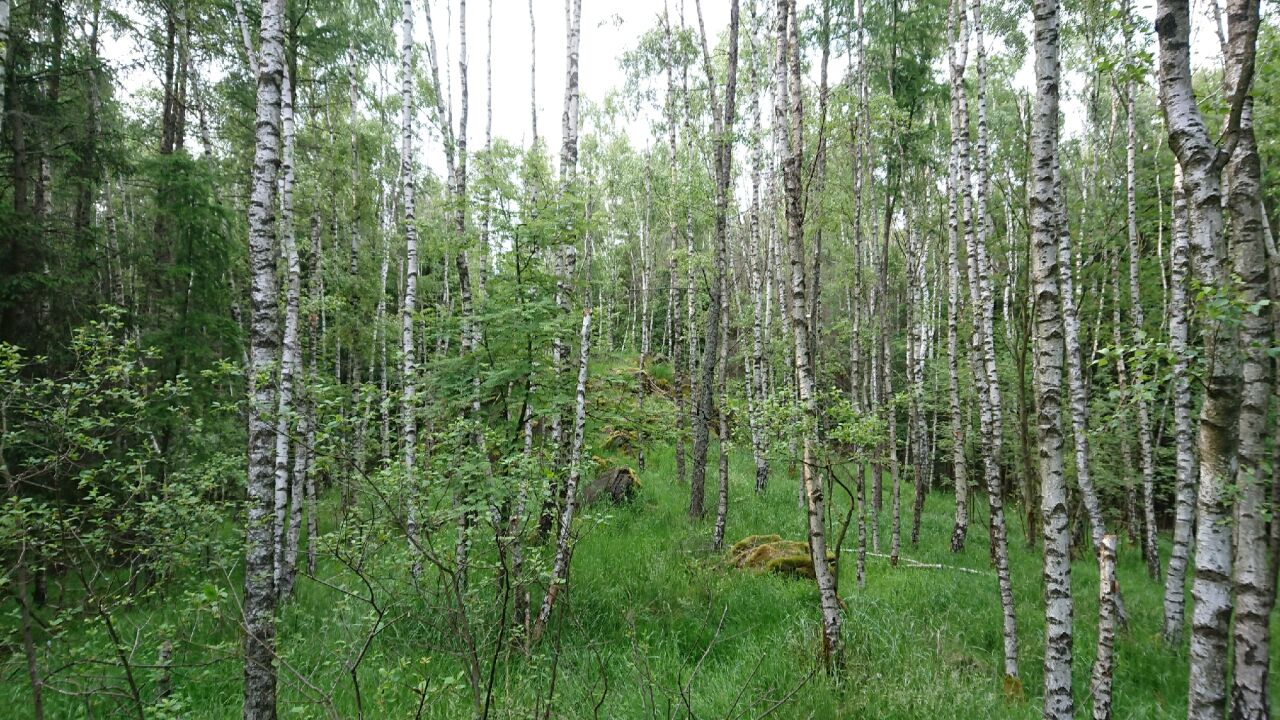 Novoveský vrch